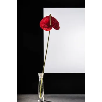 Red Anthurium 